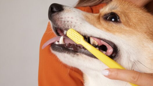 Is Farmer's Dog bad for teeth?