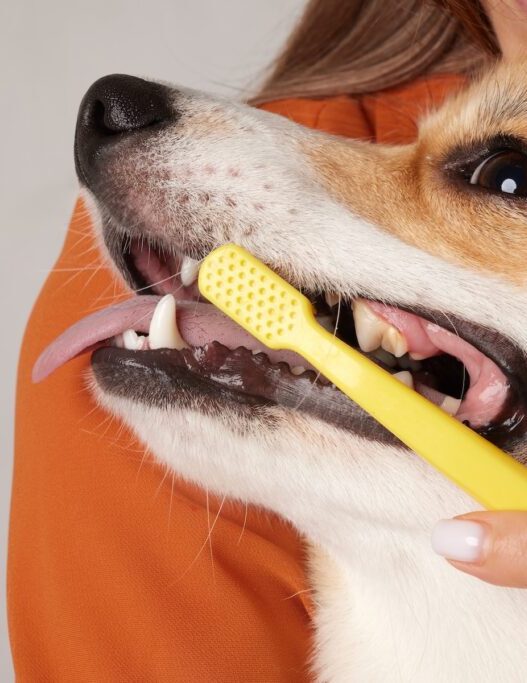 Is Farmer's Dog bad for teeth?