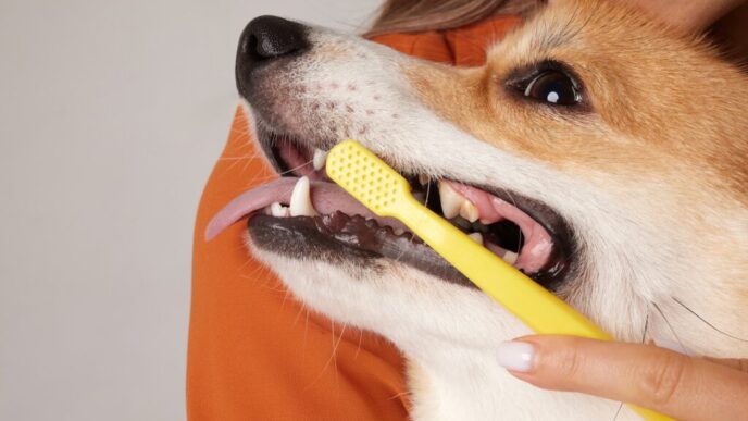 Is Farmer's Dog bad for teeth?