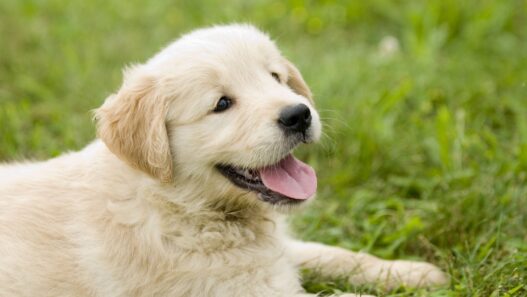 is the farmer's dog good for puppies?