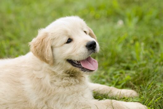 is the farmer's dog good for puppies?