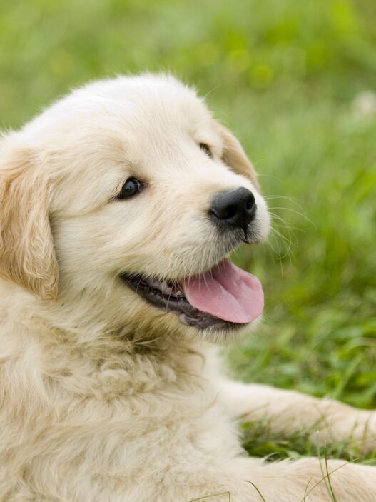 is the farmer's dog good for puppies?