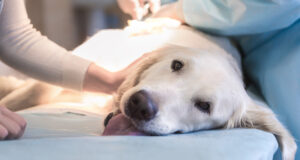 is the farmer's dog vet approved or recommended?