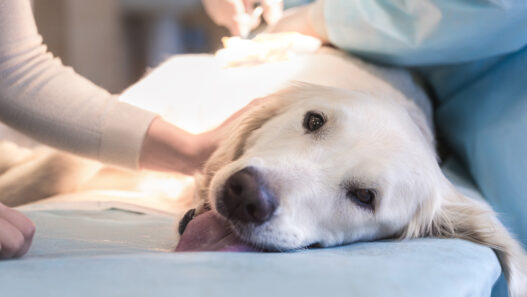 is the farmer's dog vet approved or recommended?