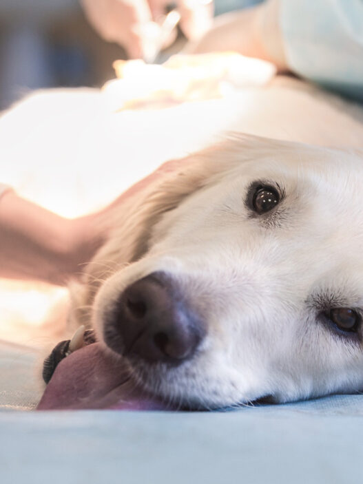 is the farmer's dog vet approved or recommended?