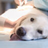 is the farmer's dog vet approved or recommended?